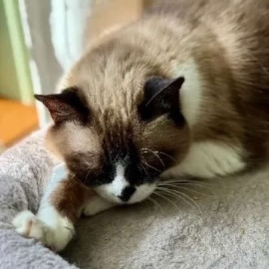 Lauras cat for The Quiet Lessons of Lily Ming